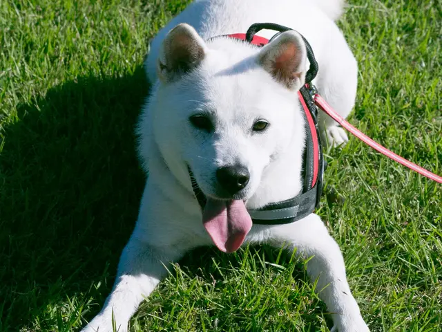 大切なペットちゃんの写真残します☆ ペットちゃんソロも飼い主様との写真もOK!