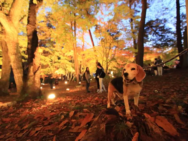 愛犬などペットの写真はお任せください