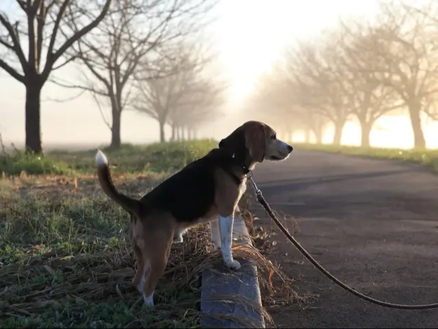 愛犬などペットの写真はお任せください