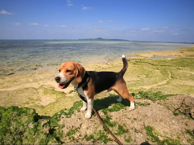 愛犬などペットの写真はお任せください