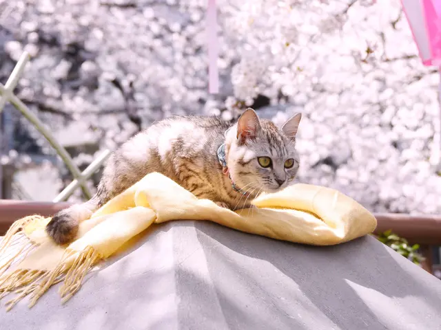 ペットちゃんとご家族の楽しいひと時を撮影いたします。