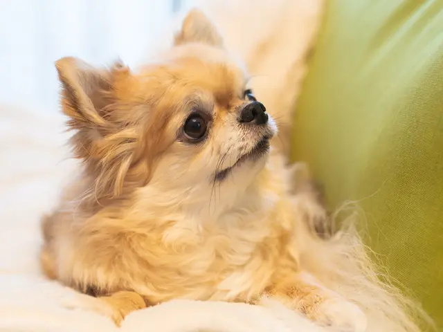 【モニターキャンペーン実施中!】自然なワンちゃん、ネコちゃん撮影します!