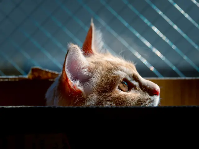 大切な家族の一員であるペットと一緒に撮りませんか?