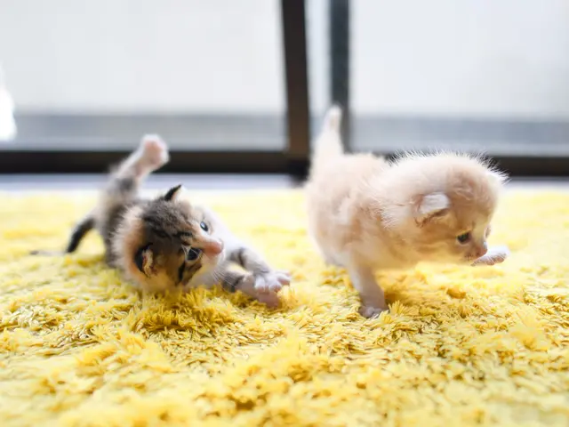 大切な家族の一員であるペットと一緒に撮りませんか?