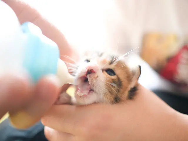 大切な家族の一員であるペットと一緒に撮りませんか?