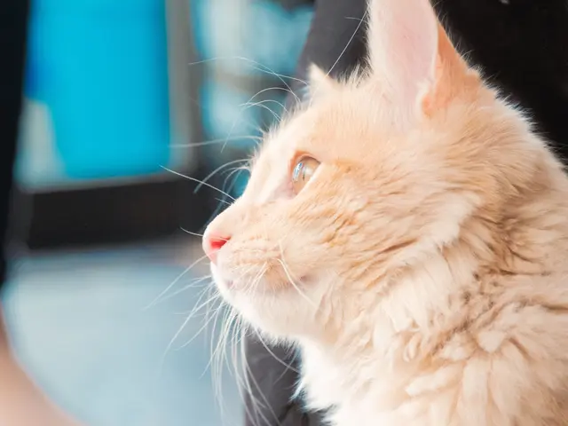 大切な家族の一員であるペットと一緒に撮りませんか?