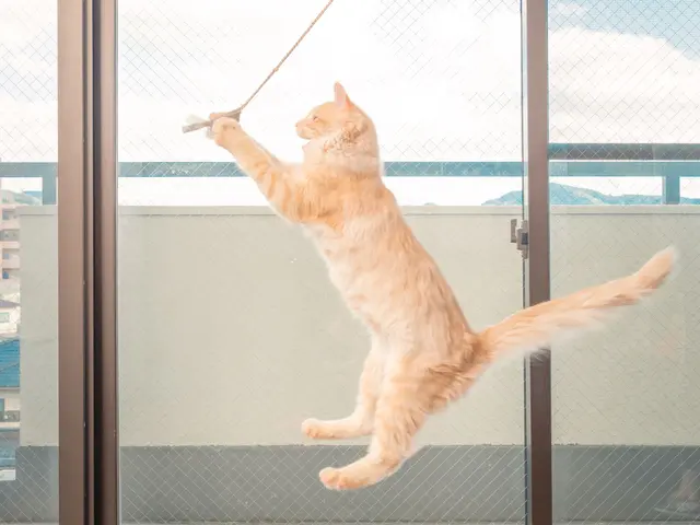 大切な家族の一員であるペットと一緒に撮りませんか?