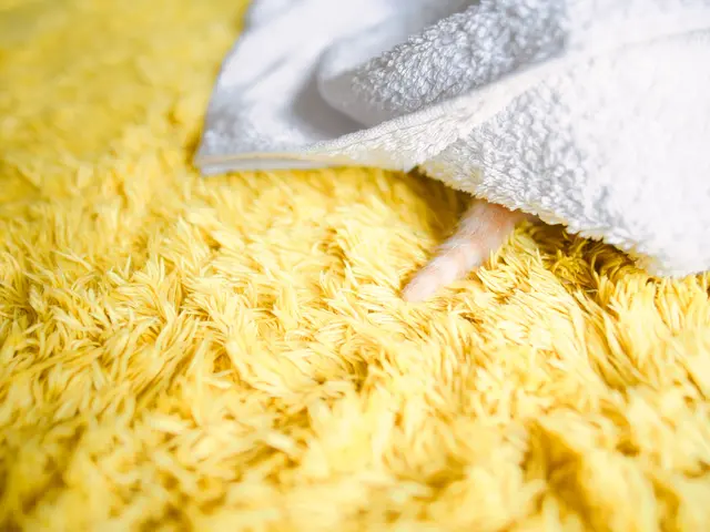 大切な家族の一員であるペットと一緒に撮りませんか?