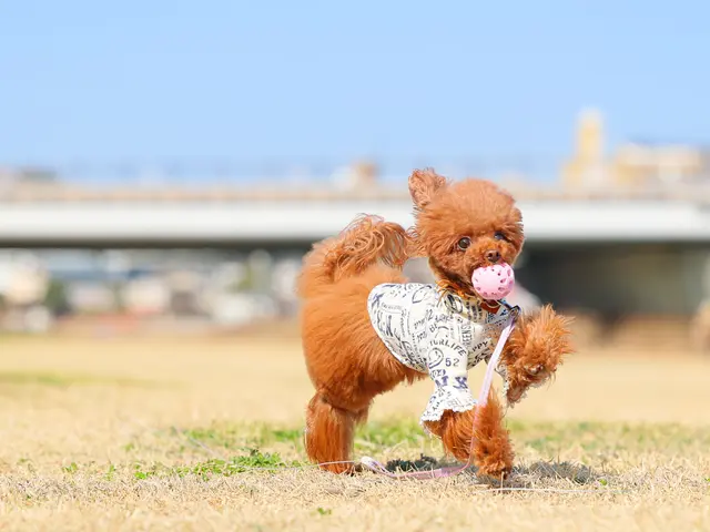 【特別価格】わんちゃん撮影はお任せください◎キラキラな瞬間を写真に残します♪