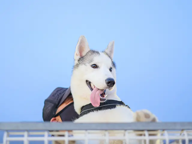 【特別価格】わんちゃん撮影はお任せください◎キラキラな瞬間を写真に残します♪