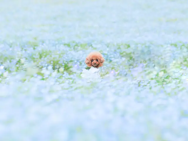 【特別価格】わんちゃん撮影はお任せください◎キラキラな瞬間を写真に残します♪