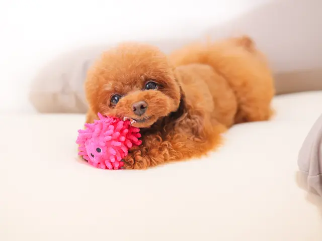 【特別価格】わんちゃん撮影はお任せください◎キラキラな瞬間を写真に残します♪