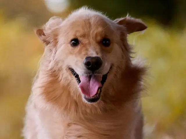 大きなペットと写真撮影!もちろん通常の撮影も!