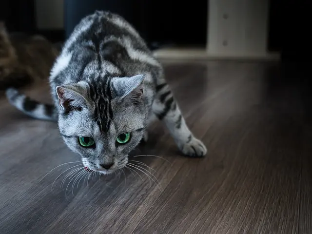 大きなペットと写真撮影!もちろん通常の撮影も!