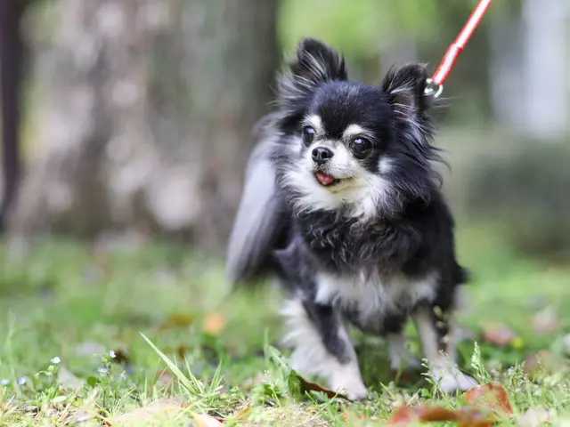 大切なペットとの記念撮影お任せ下さい。大型犬でも大丈夫です。