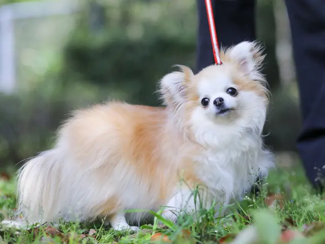 大切なペットとの記念撮影お任せ下さい。大型犬でも大丈夫です。