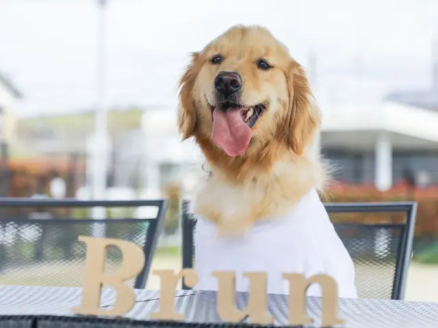 大切なペットとの記念撮影お任せ下さい。大型犬でも大丈夫です。