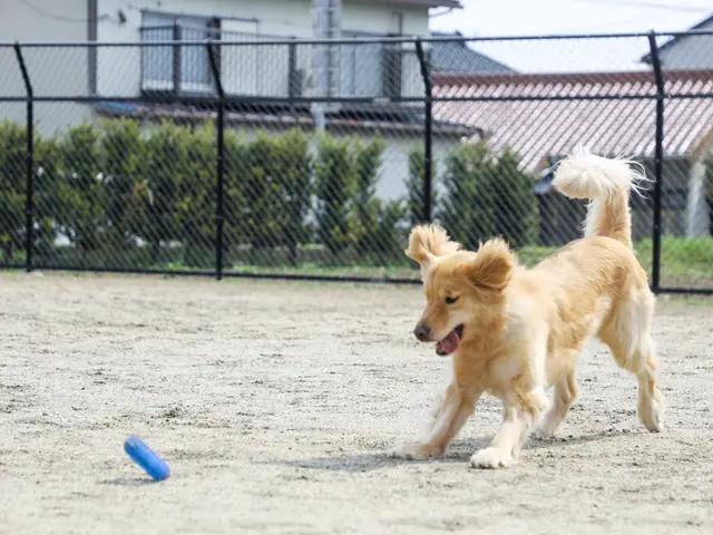 大切なペットとの記念撮影お任せ下さい。大型犬でも大丈夫です。