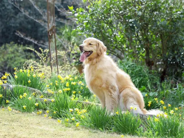 大切なペットとの記念撮影お任せ下さい。大型犬でも大丈夫です。