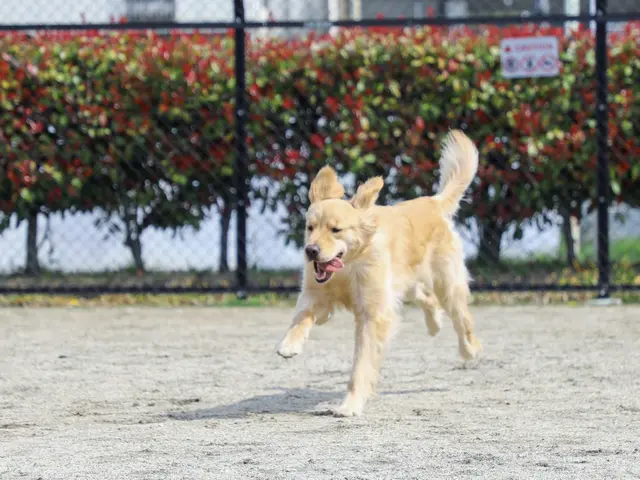 大切なペットとの記念撮影お任せ下さい。大型犬でも大丈夫です。