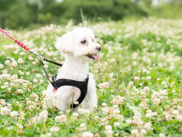 愛犬との時間はあっという間、思い出を残しませんか?ペット専門カメラマンが撮影