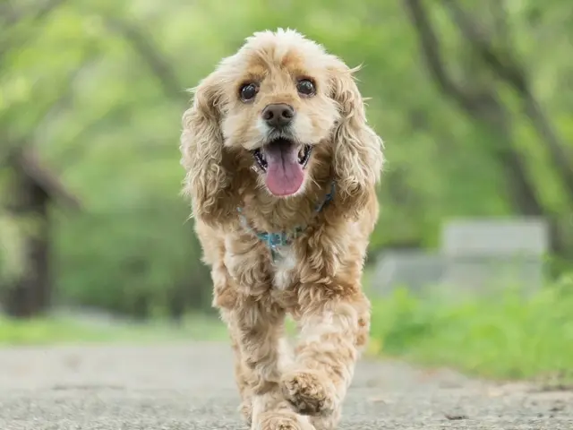 愛犬との時間はあっという間、思い出を残しませんか?ペット専門カメラマンが撮影