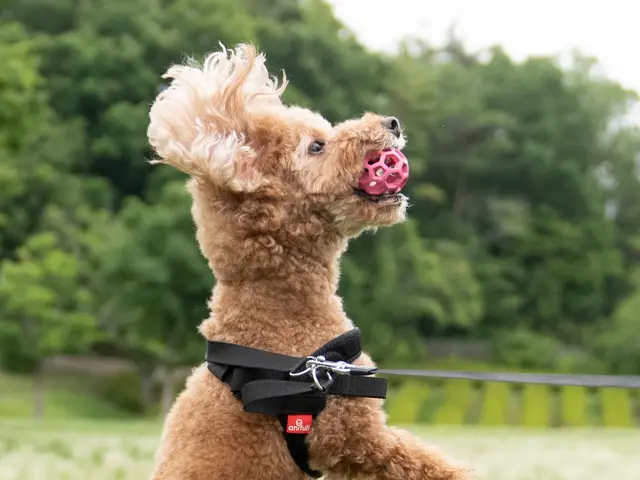愛犬との時間はあっという間、思い出を残しませんか?ペット専門カメラマンが撮影