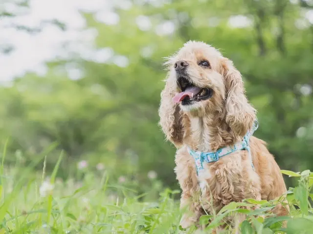 愛犬との時間はあっという間、思い出を残しませんか?ペット専門カメラマンが撮影