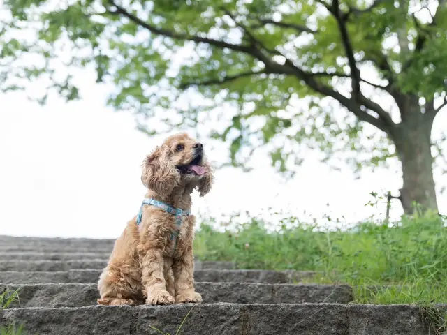 愛犬との時間はあっという間、思い出を残しませんか?ペット専門カメラマンが撮影