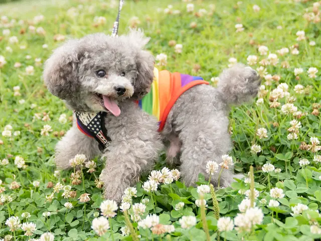愛犬との時間はあっという間、思い出を残しませんか?ペット専門カメラマンが撮影