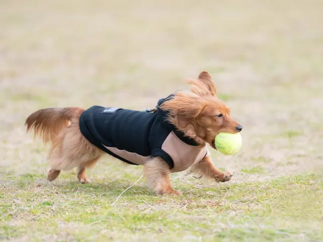 カップル、ファミリー、ワンちゃん大歓迎 ワンちゃんが大好物なカメラマンです