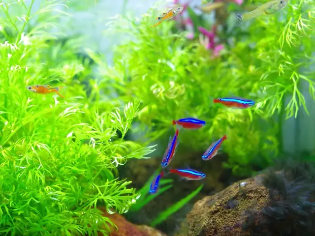 動物から鳥、魚まで多数実績あります。