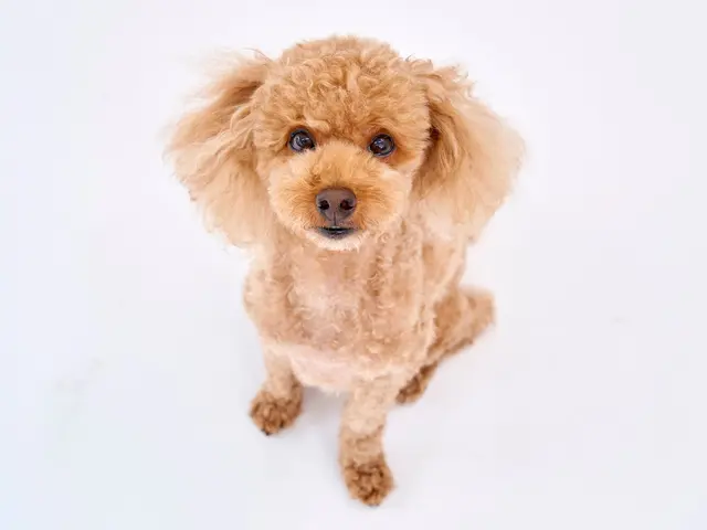 小さいときの姿は一瞬! ペットの写真を残しましょう!