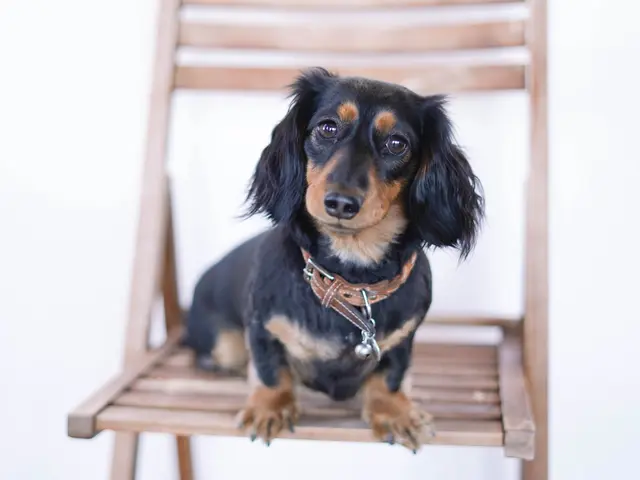 大切な家族であるペットちゃん達のお写真を撮ります!