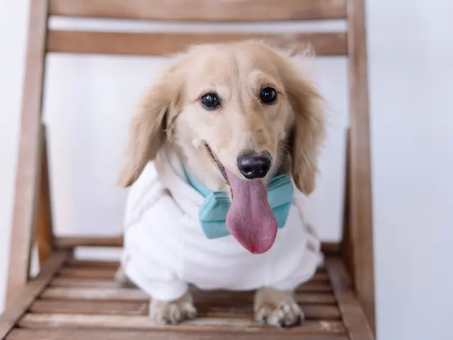 大切な家族であるペットちゃん達のお写真を撮ります!