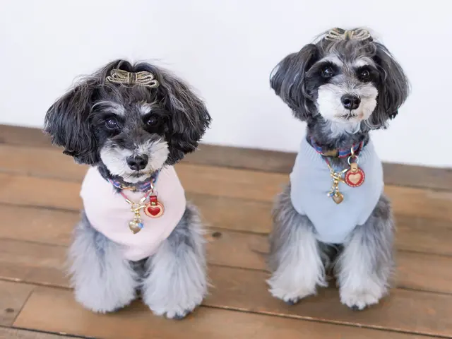 大切な家族であるペットちゃん達のお写真を撮ります!