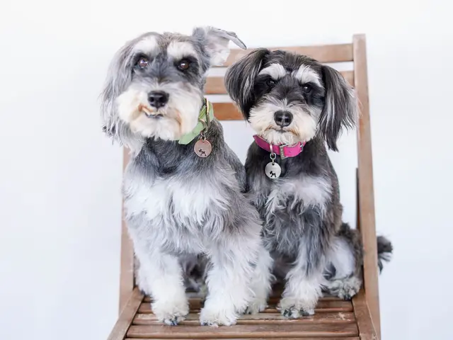 大切な家族であるペットちゃん達のお写真を撮ります!