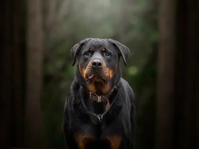 愛犬の個性や雰囲気を引き出した、他にない唯一無二の写真をお届けします。