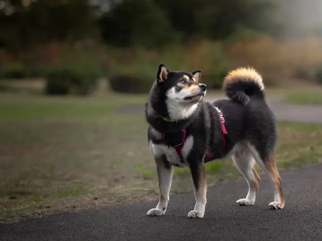 愛犬の個性や雰囲気を引き出した、他にない唯一無二の写真をお届けします。