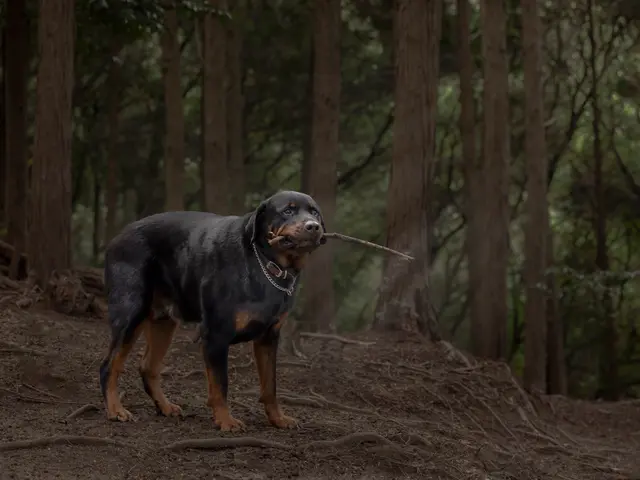 愛犬の個性や雰囲気を引き出した、他にない唯一無二の写真をお届けします。