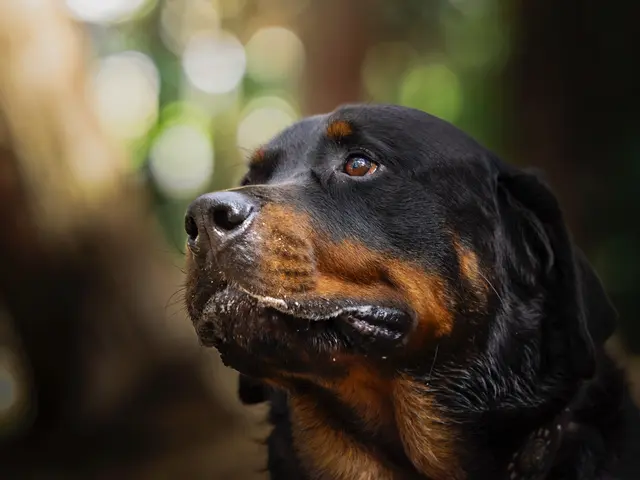 愛犬の個性や雰囲気を引き出した、他にない唯一無二の写真をお届けします。