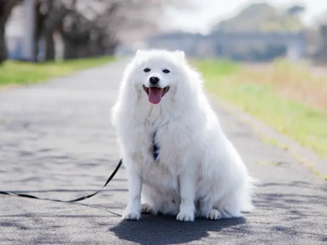 愛するワンちゃん猫ちゃん撮影