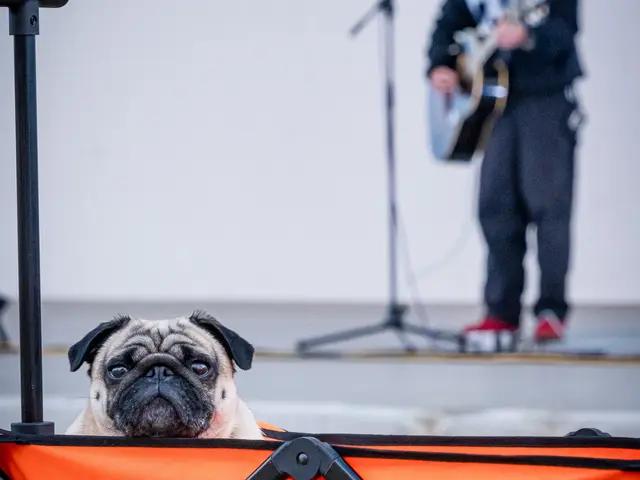 愛するワンちゃん猫ちゃん撮影