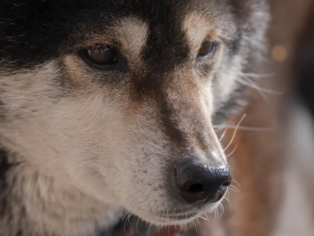 愛するワンちゃん猫ちゃん撮影