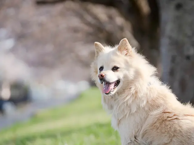 愛するワンちゃん猫ちゃん撮影
