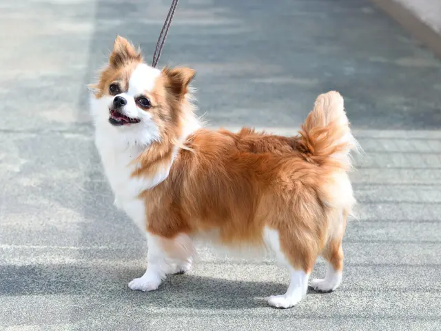 〖くらしのマーケットアワード3年連続エントリー〗ペット写真はお任せください!