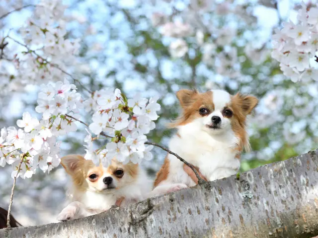 〖くらしのマーケットアワード3年連続エントリー〗ペット写真はお任せください!