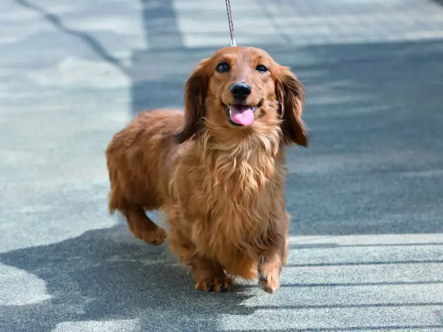 〖くらしのマーケットアワード3年連続エントリー〗ペット写真はお任せください!