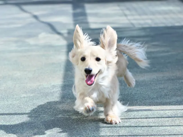 〖くらしのマーケットアワード3年連続エントリー〗ペット写真はお任せください!