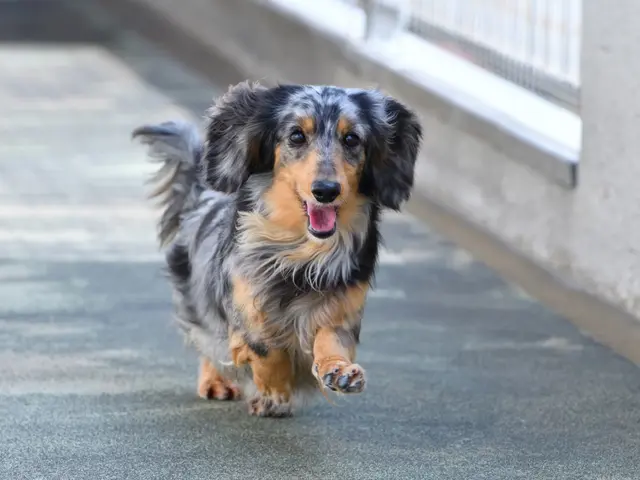 〖くらしのマーケットアワード3年連続エントリー〗ペット写真はお任せください!